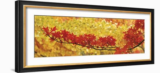 Red and Yellow Autumnal Leaves-null-Framed Photographic Print