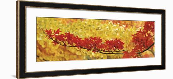 Red and Yellow Autumnal Leaves-null-Framed Photographic Print