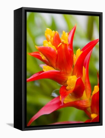 Red and Yellow Bromeliad, San Francisco, California, USA-Julie Eggers-Framed Premier Image Canvas