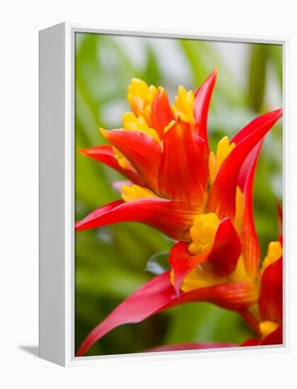 Red and Yellow Bromeliad, San Francisco, California, USA-Julie Eggers-Framed Premier Image Canvas