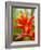 Red and Yellow Bromeliad, San Francisco, California, USA-Julie Eggers-Framed Photographic Print