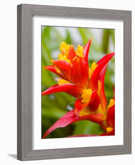 Red and Yellow Bromeliad, San Francisco, California, USA-Julie Eggers-Framed Photographic Print