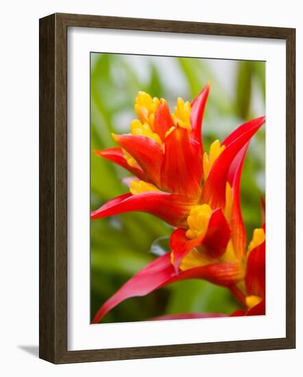 Red and Yellow Bromeliad, San Francisco, California, USA-Julie Eggers-Framed Photographic Print