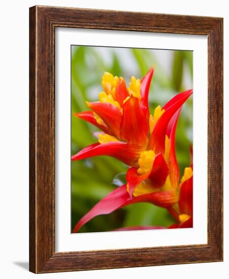 Red and Yellow Bromeliad, San Francisco, California, USA-Julie Eggers-Framed Photographic Print