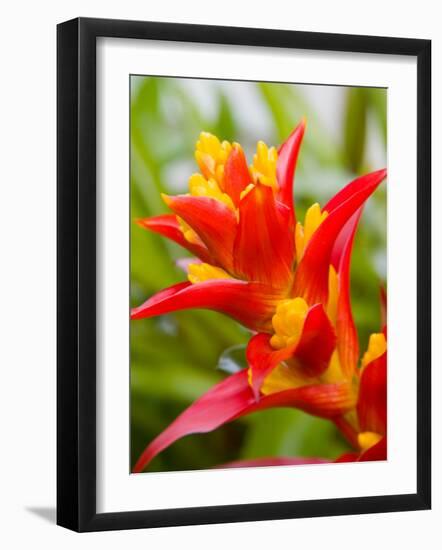 Red and Yellow Bromeliad, San Francisco, California, USA-Julie Eggers-Framed Photographic Print