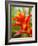 Red and Yellow Bromeliad, San Francisco, California, USA-Julie Eggers-Framed Photographic Print