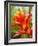 Red and Yellow Bromeliad, San Francisco, California, USA-Julie Eggers-Framed Photographic Print