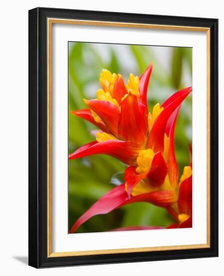 Red and Yellow Bromeliad, San Francisco, California, USA-Julie Eggers-Framed Photographic Print