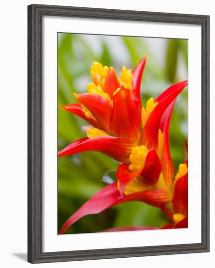 Red and Yellow Bromeliad, San Francisco, California, USA-Julie Eggers-Framed Photographic Print