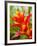 Red and Yellow Bromeliad, San Francisco, California, USA-Julie Eggers-Framed Photographic Print