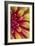 Red and Yellow Dahlia II-Kathy Mahan-Framed Photographic Print