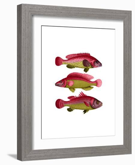 Red and Yellow Fantasy Fish Trio-Fab Funky-Framed Art Print