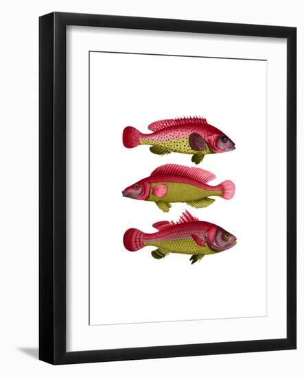 Red and Yellow Fantasy Fish Trio-Fab Funky-Framed Art Print