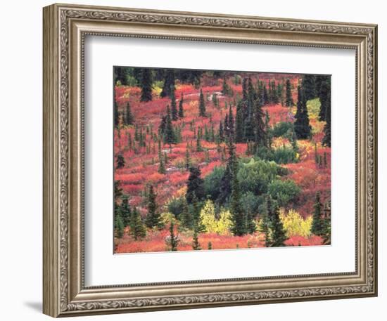 Red and Yellow Foliage of Denali National Park, Alaska, USA-Charles Sleicher-Framed Photographic Print