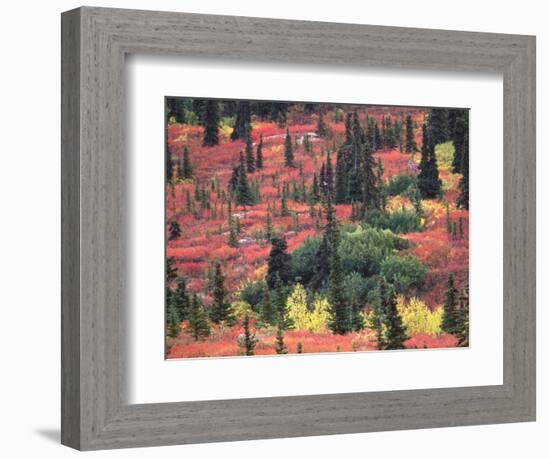 Red and Yellow Foliage of Denali National Park, Alaska, USA-Charles Sleicher-Framed Photographic Print