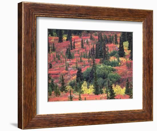 Red and Yellow Foliage of Denali National Park, Alaska, USA-Charles Sleicher-Framed Photographic Print