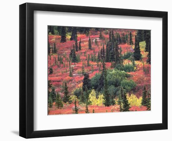 Red and Yellow Foliage of Denali National Park, Alaska, USA-Charles Sleicher-Framed Photographic Print