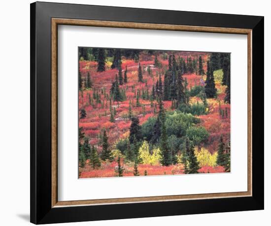 Red and Yellow Foliage of Denali National Park, Alaska, USA-Charles Sleicher-Framed Photographic Print