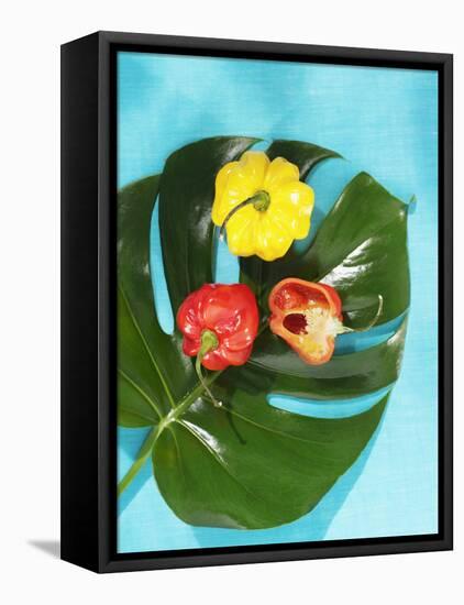 Red and Yellow Habanero Chillies-Armin Zogbaum-Framed Premier Image Canvas