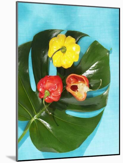 Red and Yellow Habanero Chillies-Armin Zogbaum-Mounted Photographic Print