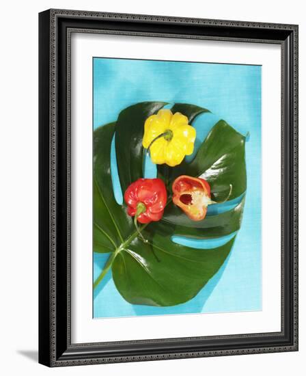 Red and Yellow Habanero Chillies-Armin Zogbaum-Framed Photographic Print