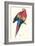 Red and Yellow Macaw - Ara Macao-Edward Lear-Framed Art Print