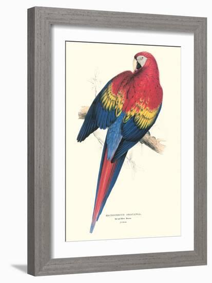 Red and Yellow Macaw - Ara Macao-Edward Lear-Framed Art Print