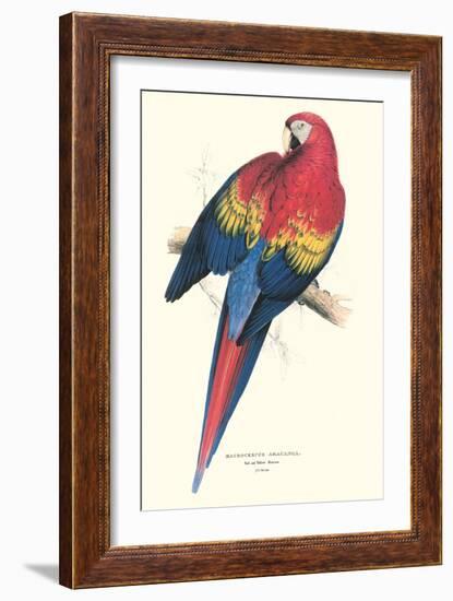 Red and Yellow Macaw - Ara Macao-Edward Lear-Framed Art Print