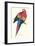 Red and Yellow Macaw - Ara Macao-Edward Lear-Framed Art Print