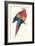 Red and Yellow Macaw - Ara Macao-Edward Lear-Framed Art Print