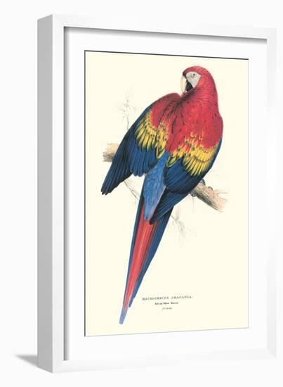 Red and Yellow Macaw - Ara Macao-Edward Lear-Framed Art Print