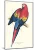 Red and Yellow Macaw - Ara Macao-Edward Lear-Mounted Art Print