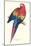 Red and Yellow Macaw - Ara Macao-Edward Lear-Mounted Art Print