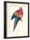 Red and Yellow Macaw - Ara Macao-Edward Lear-Framed Art Print