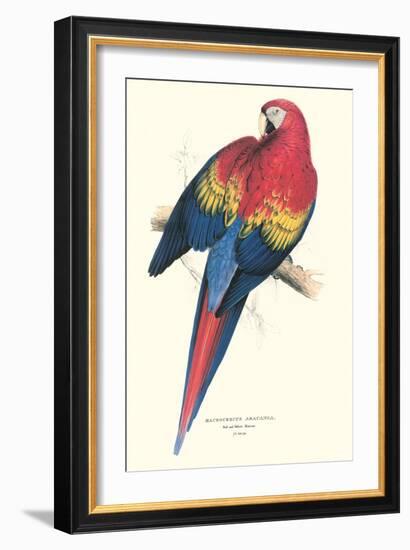 Red and Yellow Macaw - Ara Macao-Edward Lear-Framed Art Print