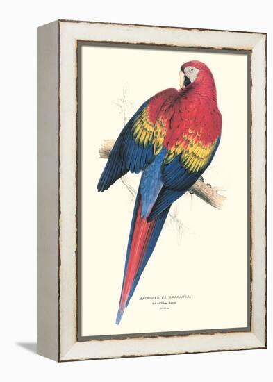 Red and Yellow Macaw - Ara Macao-Edward Lear-Framed Stretched Canvas