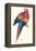 Red and Yellow Macaw - Ara Macao-Edward Lear-Framed Stretched Canvas