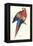 Red and Yellow Macaw - Ara Macao-Edward Lear-Framed Stretched Canvas