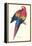 Red and Yellow Macaw - Ara Macao-Edward Lear-Framed Stretched Canvas