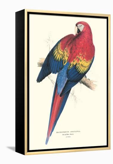 Red and Yellow Macaw - Ara Macao-Edward Lear-Framed Stretched Canvas