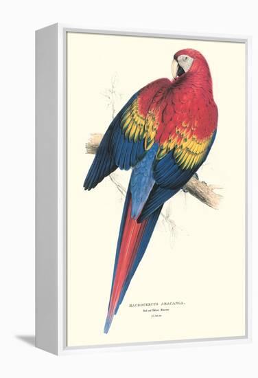 Red and Yellow Macaw - Ara Macao-Edward Lear-Framed Stretched Canvas