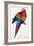 Red and Yellow Macaw (Macrocercus Aracanga), from Illustrations of the Family of Psittacida, or Par-Edward Lear-Framed Giclee Print