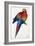 Red and Yellow Macaw (Macrocercus Aracanga), from Illustrations of the Family of Psittacida, or Par-Edward Lear-Framed Giclee Print