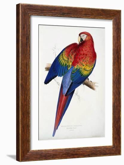 Red and Yellow Macaw (Macrocercus Aracanga), from Illustrations of the Family of Psittacida, or Par-Edward Lear-Framed Giclee Print