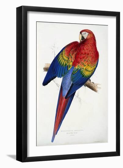 Red and Yellow Macaw (Macrocercus Aracanga), from Illustrations of the Family of Psittacida, or Par-Edward Lear-Framed Giclee Print