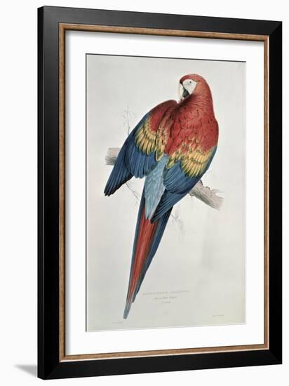 Red and Yellow Macaw-Edward Lear-Framed Giclee Print