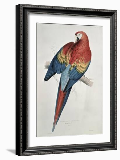 Red and Yellow Macaw-Edward Lear-Framed Giclee Print