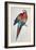 Red and Yellow Macaw-Edward Lear-Framed Giclee Print