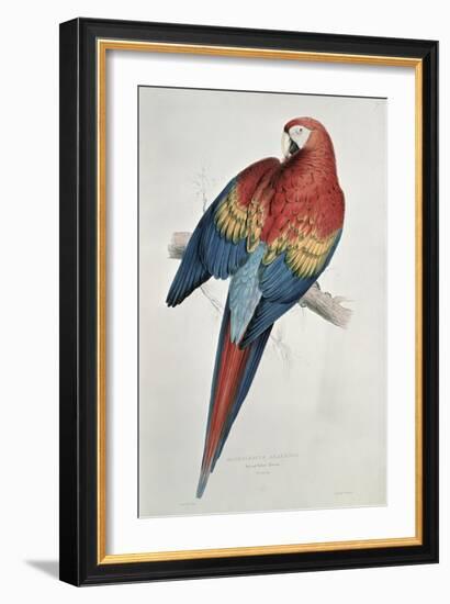 Red and Yellow Macaw-Edward Lear-Framed Giclee Print