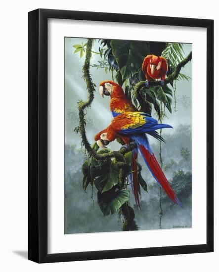 Red and Yellow Macaws-Harro Maass-Framed Giclee Print